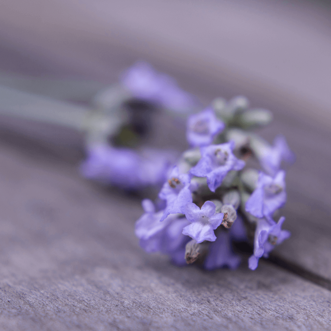 Allergien natürlich lindern mit der Heilkraft nach Hildegard von Bingen-JURA Naturheilmittel GmbH