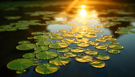 Wasserlinsen: Kleine Pflanze, große Wirkung?