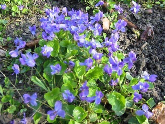 Veilchen-Hautöl - JURA Naturheilmittel GmbH