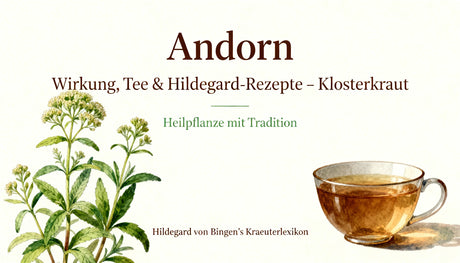 Andorn Wirkung, Tee & Hildegard-Rezepte – Klosterkraut
