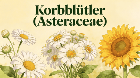 Korbblütler (Asteraceae) 
