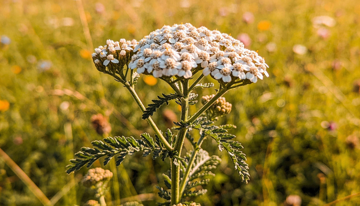 Schafgarbe natur
