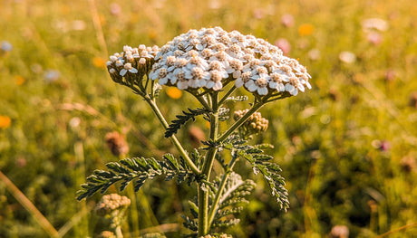 Schafgarbe natur
