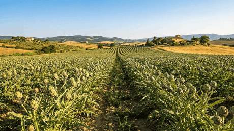 Wo wachsen Artischocken