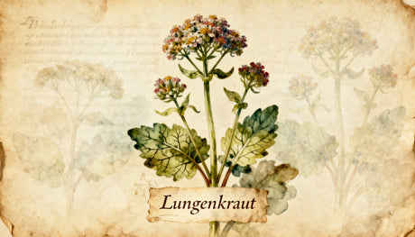 Lungenkraut
