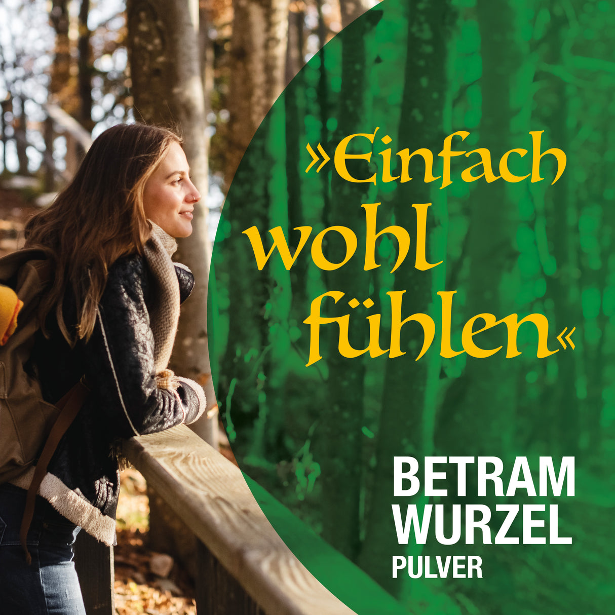 Bertramwurzelpulver